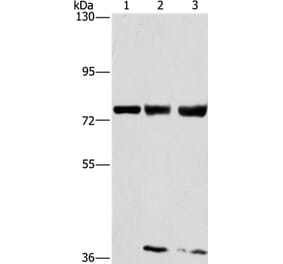 GGCX Antibody from Signalway Antibody (36501) - Antibodies.com