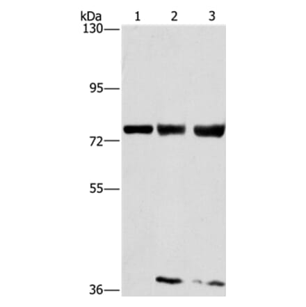 GGCX Antibody from Signalway Antibody (36501) - Antibodies.com