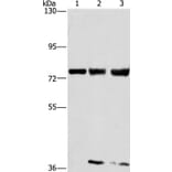 GGCX Antibody from Signalway Antibody (36501) - Antibodies.com