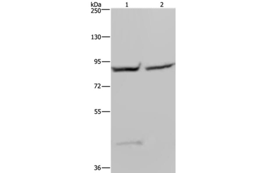 GYS1 Antibody from Signalway Antibody (36508) - Antibodies.com
