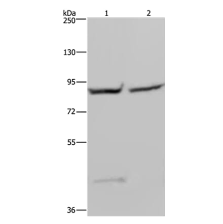 GYS1 Antibody from Signalway Antibody (36508) - Antibodies.com