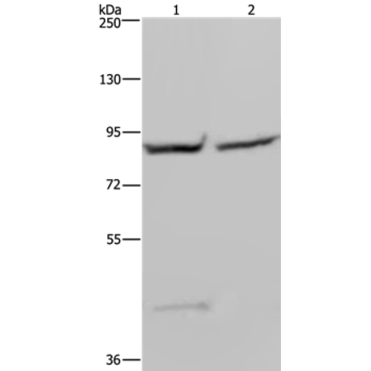 GYS1 Antibody from Signalway Antibody (36508) - Antibodies.com