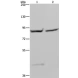 GYS1 Antibody from Signalway Antibody (36508) - Antibodies.com