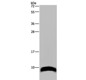 GNG2 Antibody from Signalway Antibody (36510) - Antibodies.com