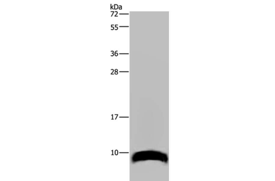 GNG2 Antibody from Signalway Antibody (36510) - Antibodies.com
