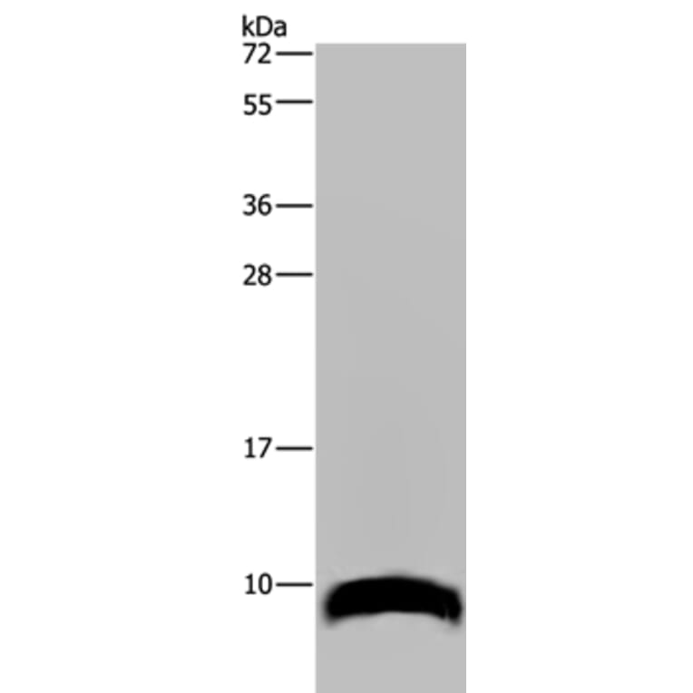 GNG2 Antibody from Signalway Antibody (36510) - Antibodies.com