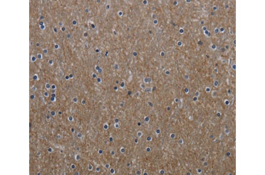 Immunohistochemistry - GNG2 Antibody from Signalway Antibody (36510) - Antibodies.com
