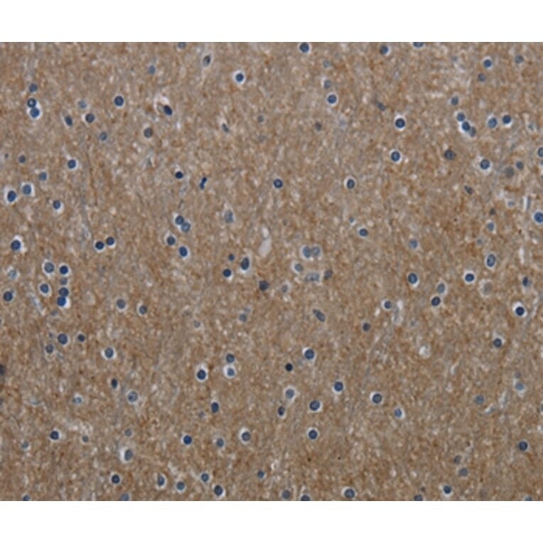 Immunohistochemistry - GNG2 Antibody from Signalway Antibody (36510) - Antibodies.com