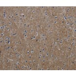 Immunohistochemistry - GNG2 Antibody from Signalway Antibody (36510) - Antibodies.com