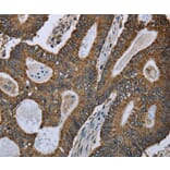 Immunohistochemistry - GOT2 Antibody from Signalway Antibody (36511) - Antibodies.com
