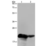 CSH1 Antibody from Signalway Antibody (36527) - Antibodies.com