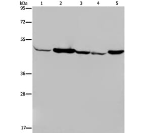 IDH2 Antibody from Signalway Antibody (36544) - Antibodies.com