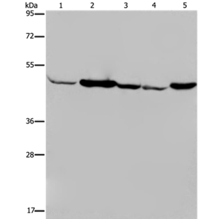IDH2 Antibody from Signalway Antibody (36544) - Antibodies.com