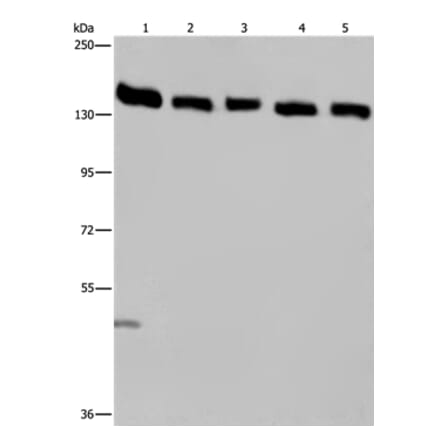 IPO4 Antibody from Signalway Antibody (36555) - Antibodies.com