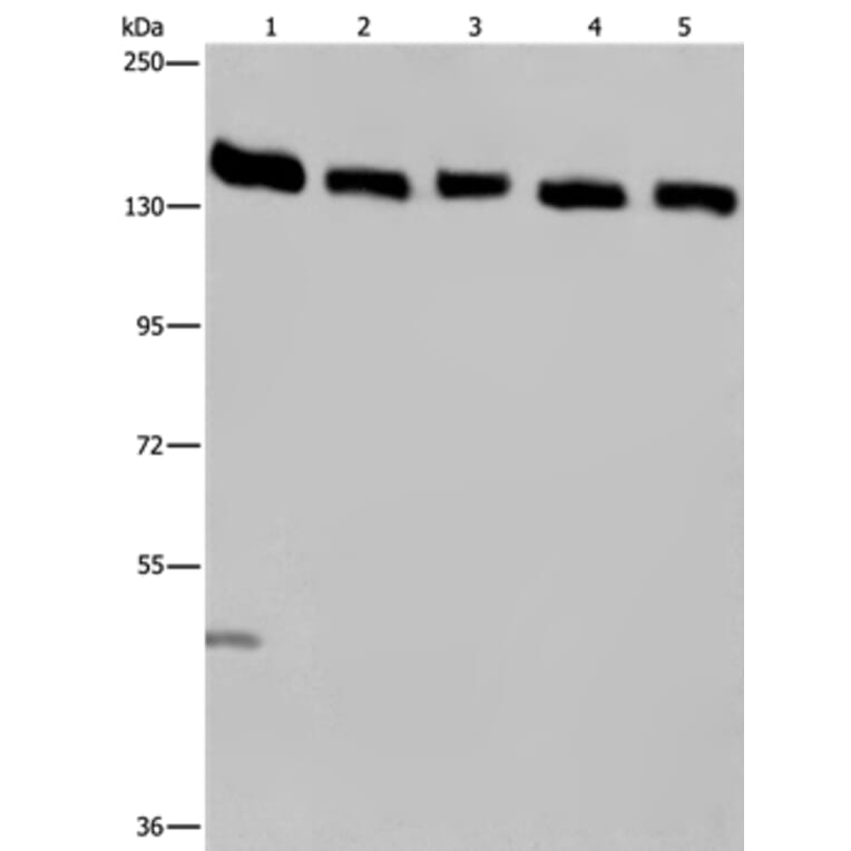 IPO4 Antibody from Signalway Antibody (36555) - Antibodies.com