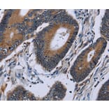 Immunohistochemistry - IPO4 Antibody from Signalway Antibody (36555) - Antibodies.com