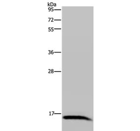 IRGM Antibody from Signalway Antibody (36558) - Antibodies.com