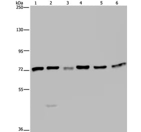 KARS Antibody from Signalway Antibody (36565) - Antibodies.com