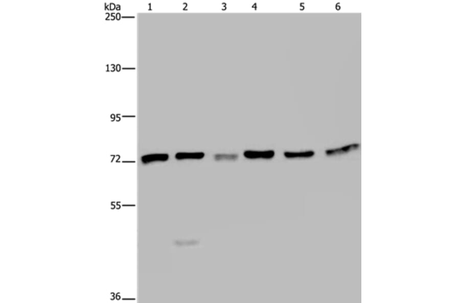 KARS Antibody from Signalway Antibody (36565) - Antibodies.com