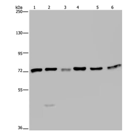 KARS Antibody from Signalway Antibody (36565) - Antibodies.com