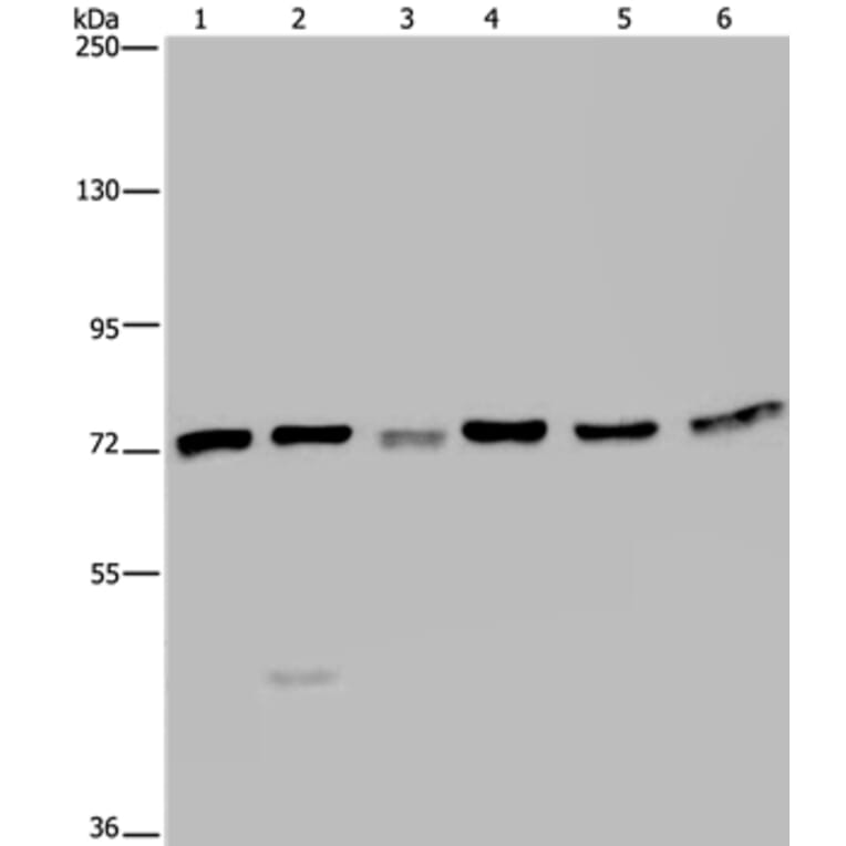 KARS Antibody from Signalway Antibody (36565) - Antibodies.com
