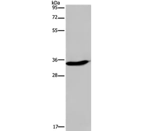 KLK6 Antibody from Signalway Antibody (36575) - Antibodies.com