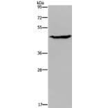 ACP6 Antibody from Signalway Antibody (36587) - Antibodies.com