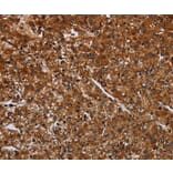 Immunohistochemistry - ACP6 Antibody from Signalway Antibody (36587) - Antibodies.com