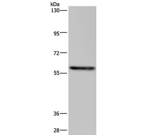 TAB1 Antibody from Signalway Antibody (36598) - Antibodies.com