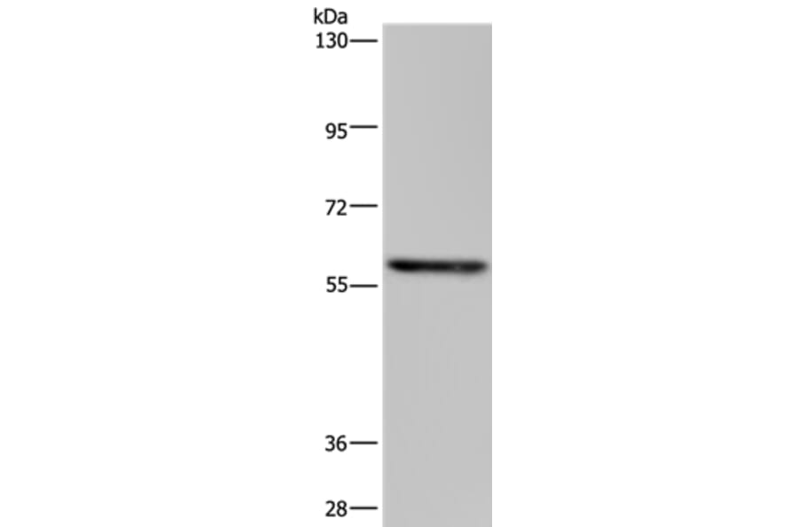 TAB1 Antibody from Signalway Antibody (36598) - Antibodies.com