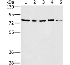 TAB3 Antibody from Signalway Antibody (36599) - Antibodies.com
