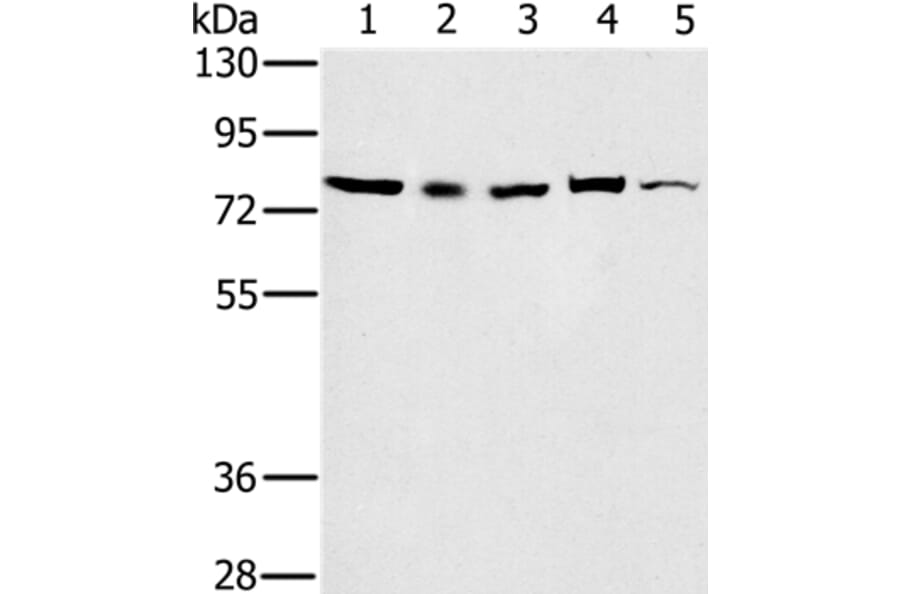TAB3 Antibody from Signalway Antibody (36599) - Antibodies.com