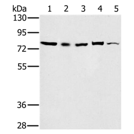TAB3 Antibody from Signalway Antibody (36599) - Antibodies.com