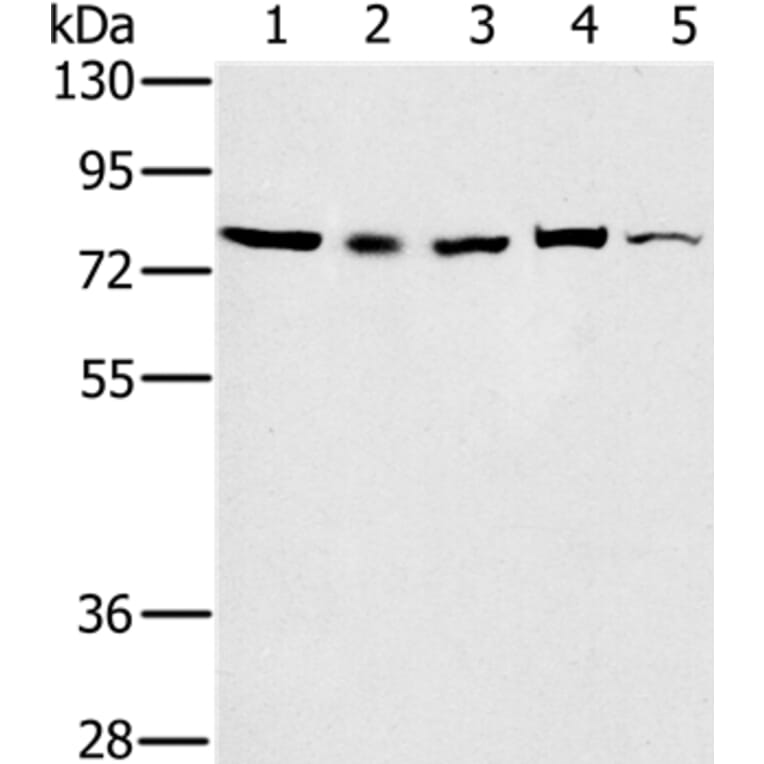 TAB3 Antibody from Signalway Antibody (36599) - Antibodies.com