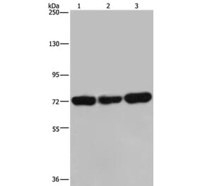 PCK2 Antibody from Signalway Antibody (36616) - Antibodies.com