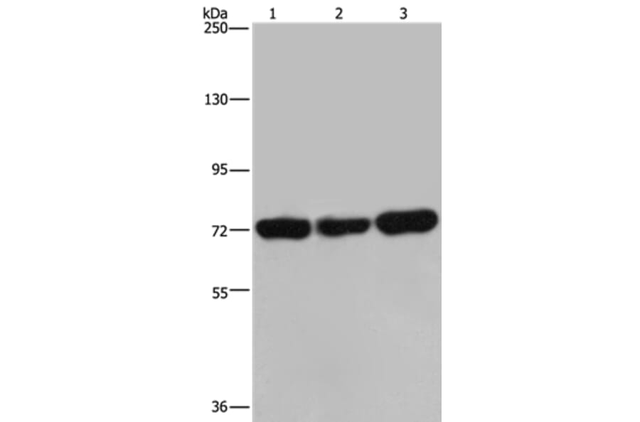PCK2 Antibody from Signalway Antibody (36616) - Antibodies.com