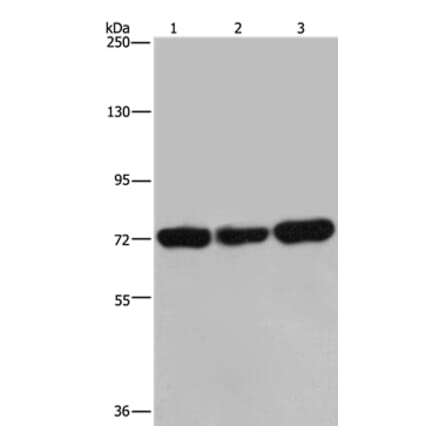 PCK2 Antibody from Signalway Antibody (36616) - Antibodies.com