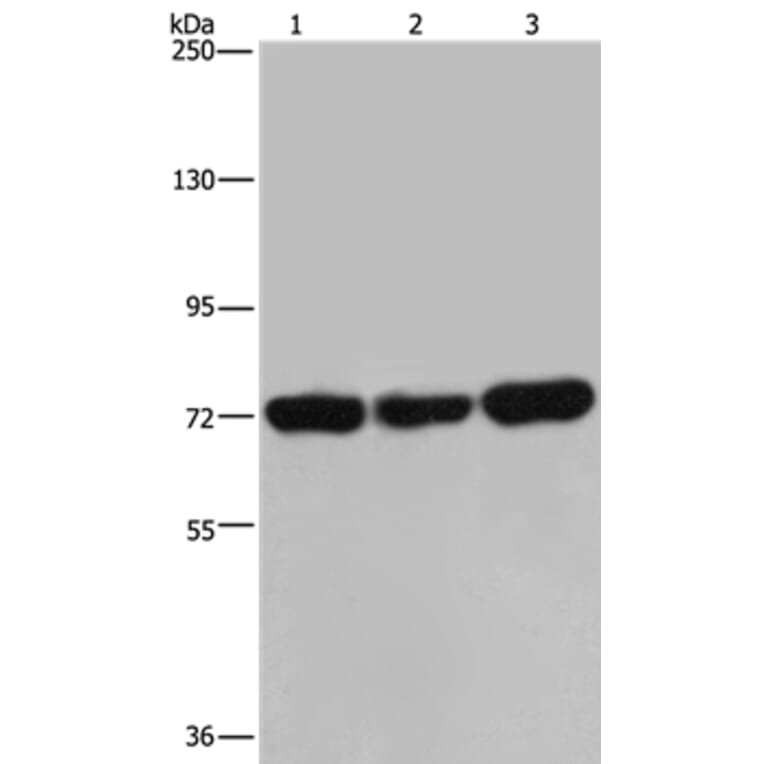 PCK2 Antibody from Signalway Antibody (36616) - Antibodies.com