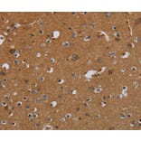 Immunohistochemistry - PCK2 Antibody from Signalway Antibody (36616) - Antibodies.com