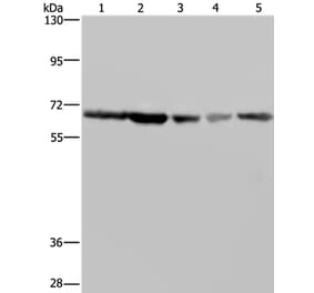 GNL3 Antibody from Signalway Antibody (36662) - Antibodies.com