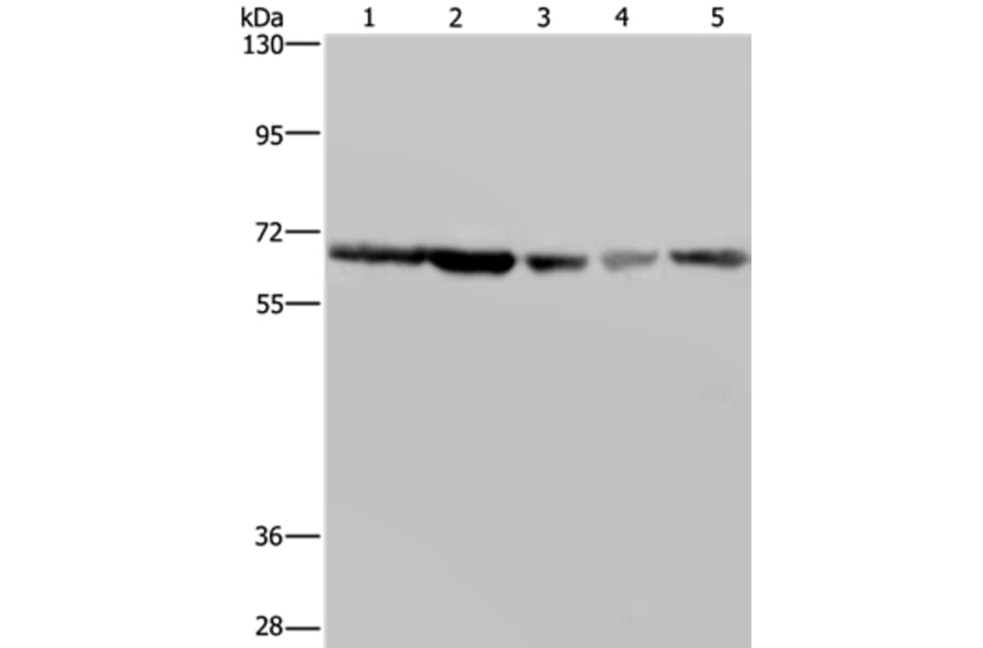 GNL3 Antibody from Signalway Antibody (36662) - Antibodies.com