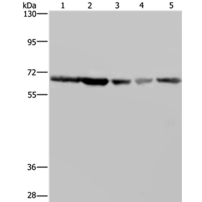 GNL3 Antibody from Signalway Antibody (36662) - Antibodies.com