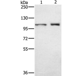 ODF2 Antibody from Signalway Antibody (36668) - Antibodies.com