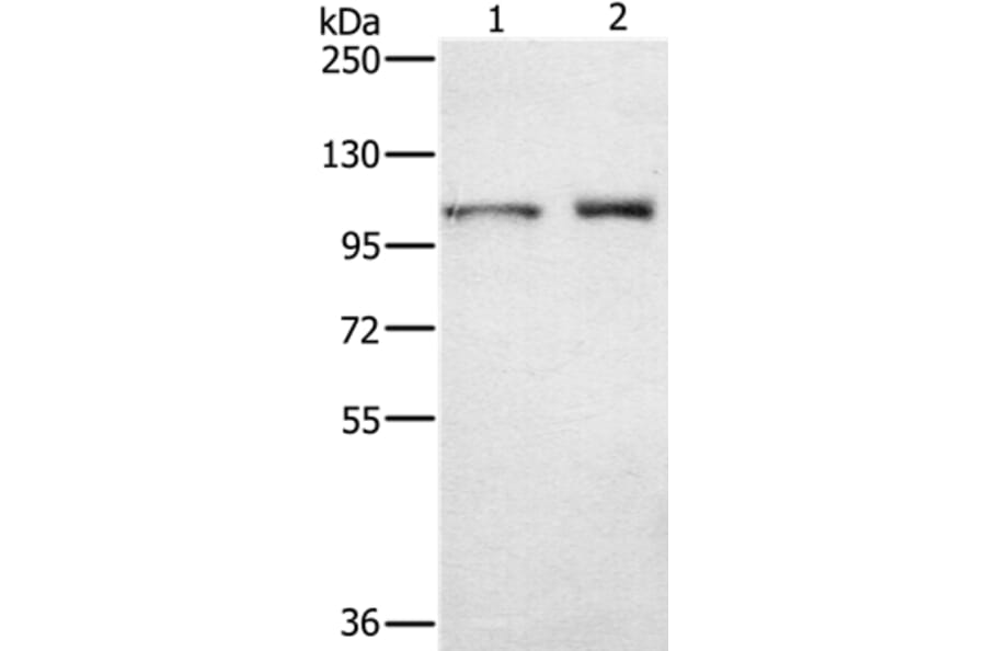 ODF2 Antibody from Signalway Antibody (36668) - Antibodies.com