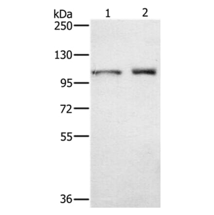 ODF2 Antibody from Signalway Antibody (36668) - Antibodies.com