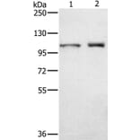 ODF2 Antibody from Signalway Antibody (36668) - Antibodies.com