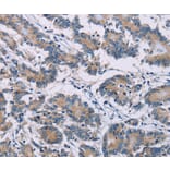 Immunohistochemistry - ODF2 Antibody from Signalway Antibody (36668) - Antibodies.com