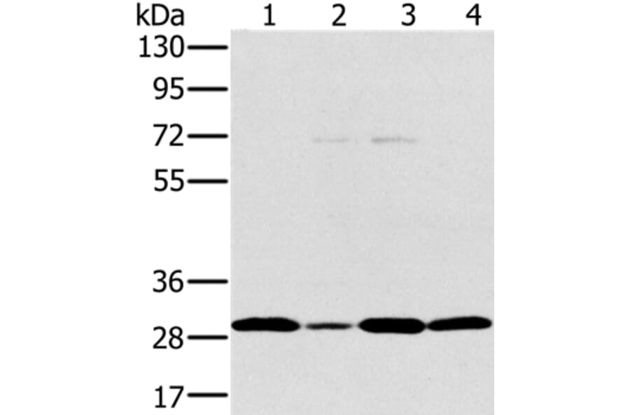 PEF1 Antibody from Signalway Antibody (36690) - Antibodies.com