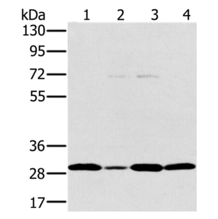 PEF1 Antibody from Signalway Antibody (36690) - Antibodies.com