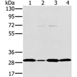 PEF1 Antibody from Signalway Antibody (36690) - Antibodies.com